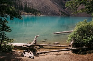 a large body of water surrounded by trees