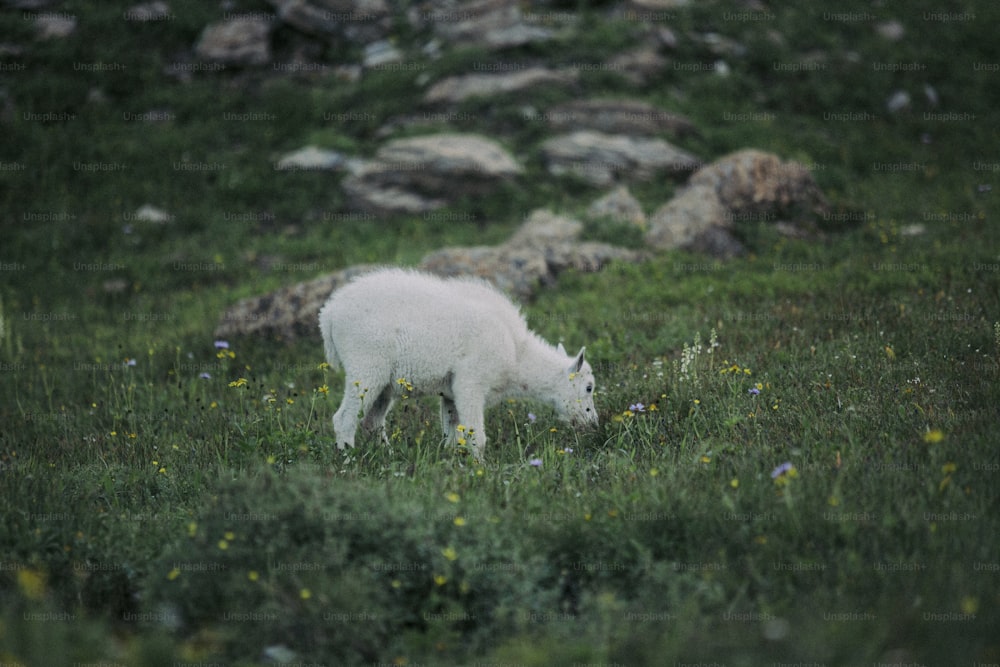 Un piccolo animale bianco in piedi in cima a un campo verde lussureggiante