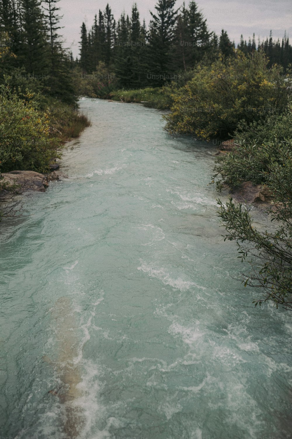 a river running through a forest filled with trees