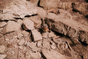 a small bird sitting on top of a pile of rocks