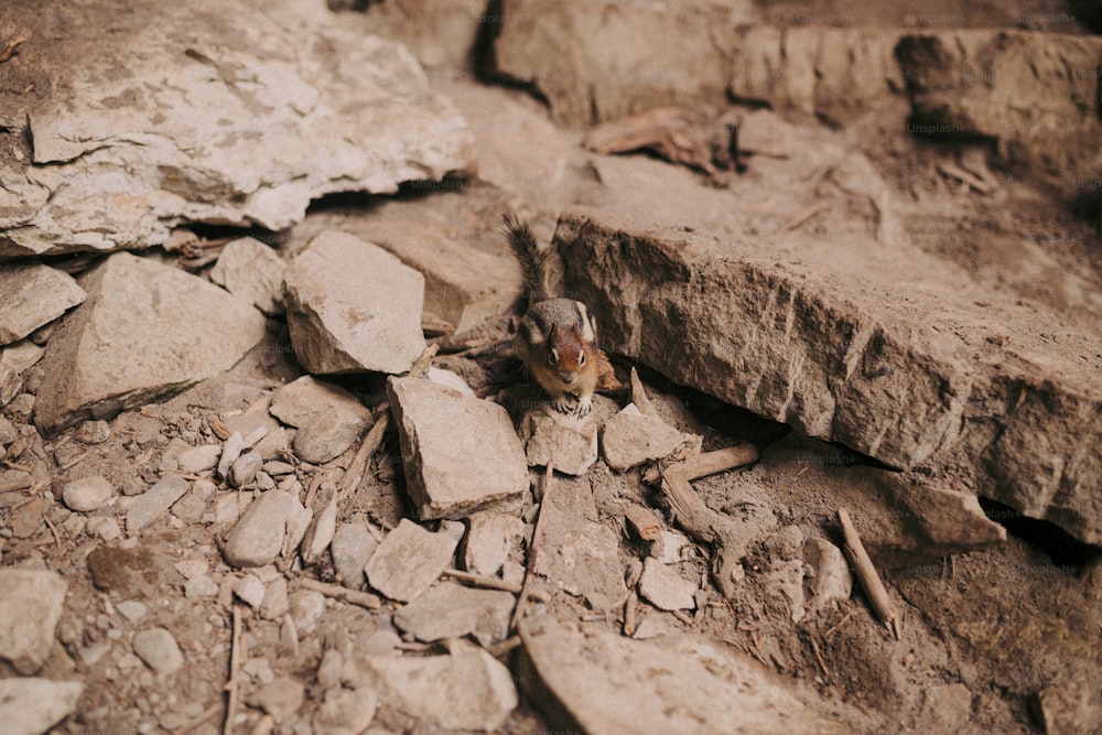 un petit oiseau assis au sommet d’un tas de rochers
