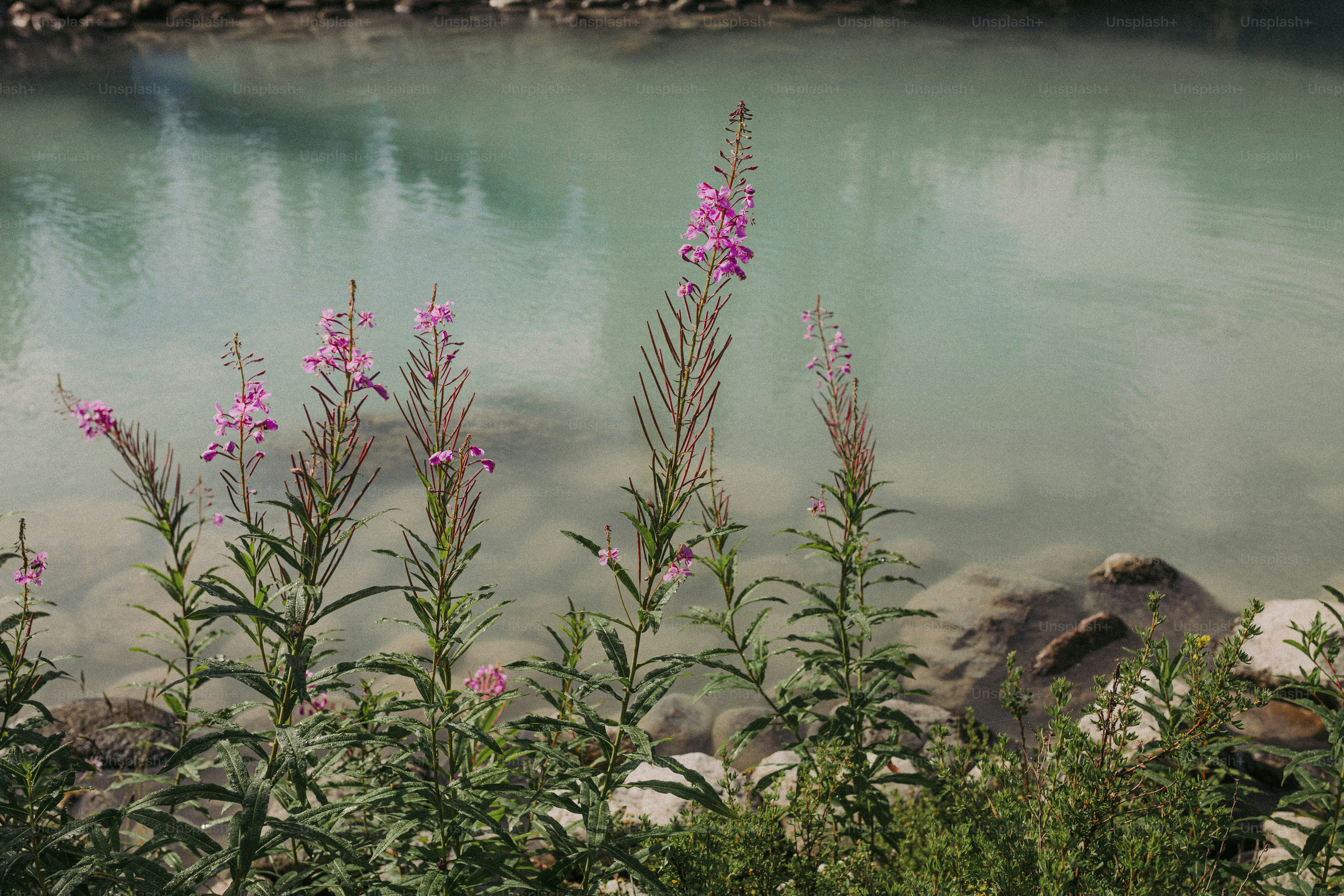 some pink flowers near a body of water