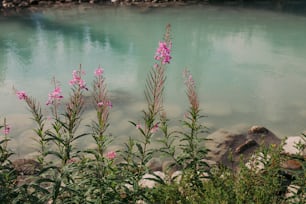 algunas flores rosadas cerca de un cuerpo de agua