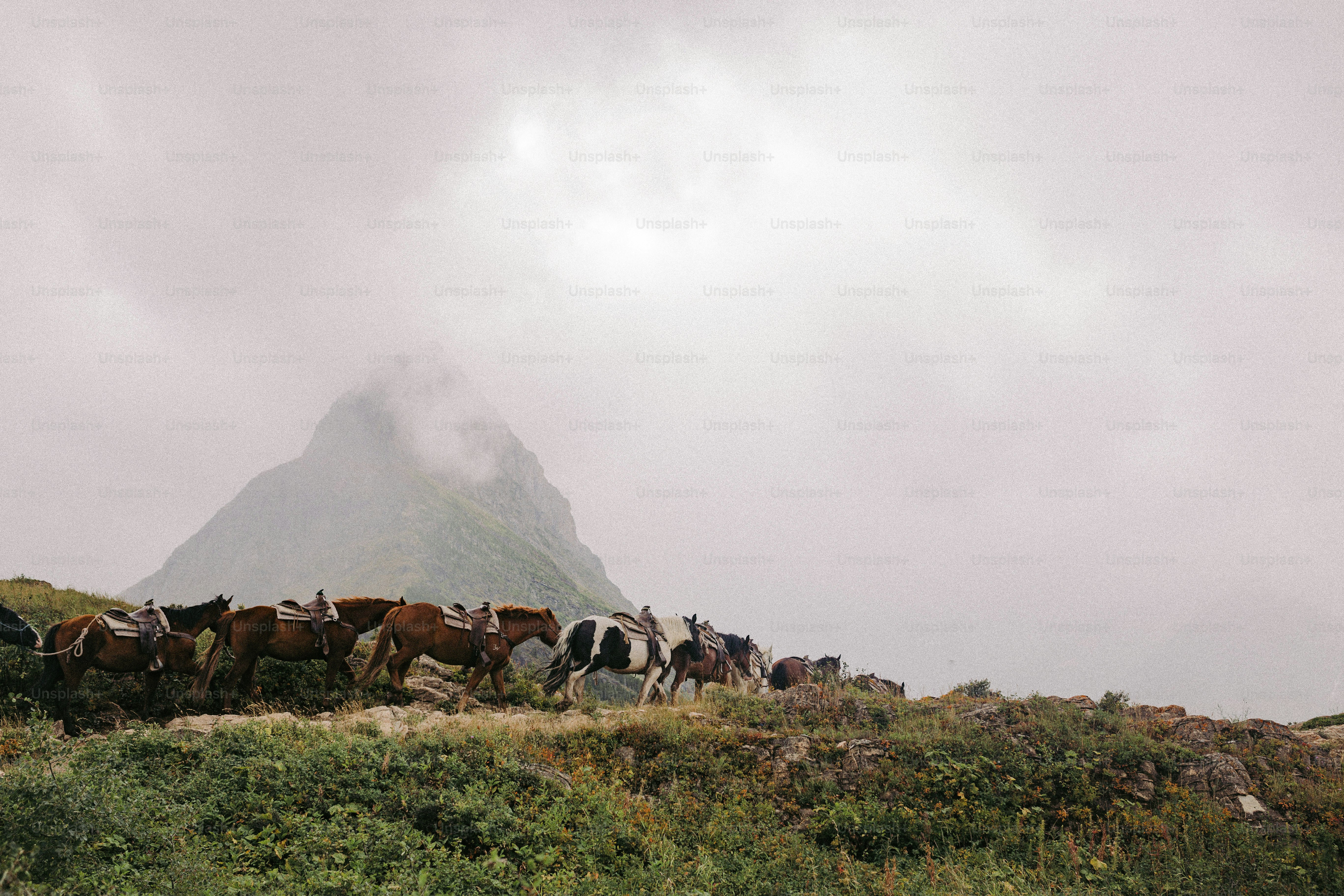 a group of horses standing on top of a lush green hillside