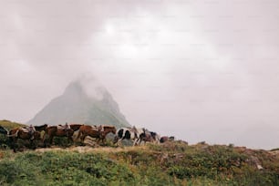 Un grupo de caballos parados en la cima de una exuberante ladera verde