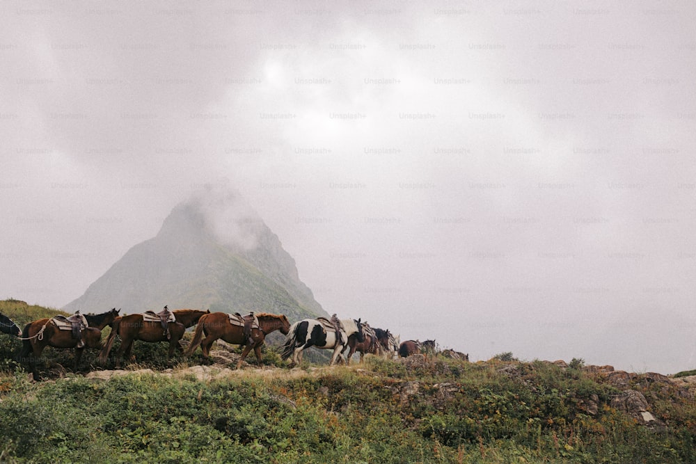 무성한 녹색 언덕 꼭대기에 서있는 한 무리의 말