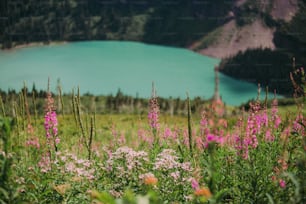 ein Blumenfeld mit einem See im Hintergrund