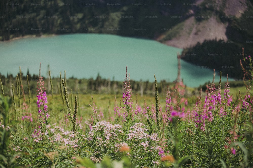 a field of flowers with a lake in the background