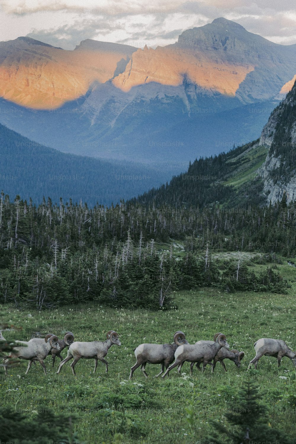 a herd of animals walking across a lush green field