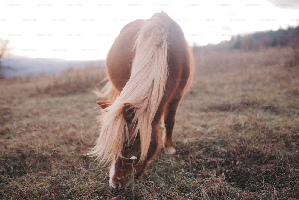 Un cavallo marrone e bianco che mangia erba in un campo