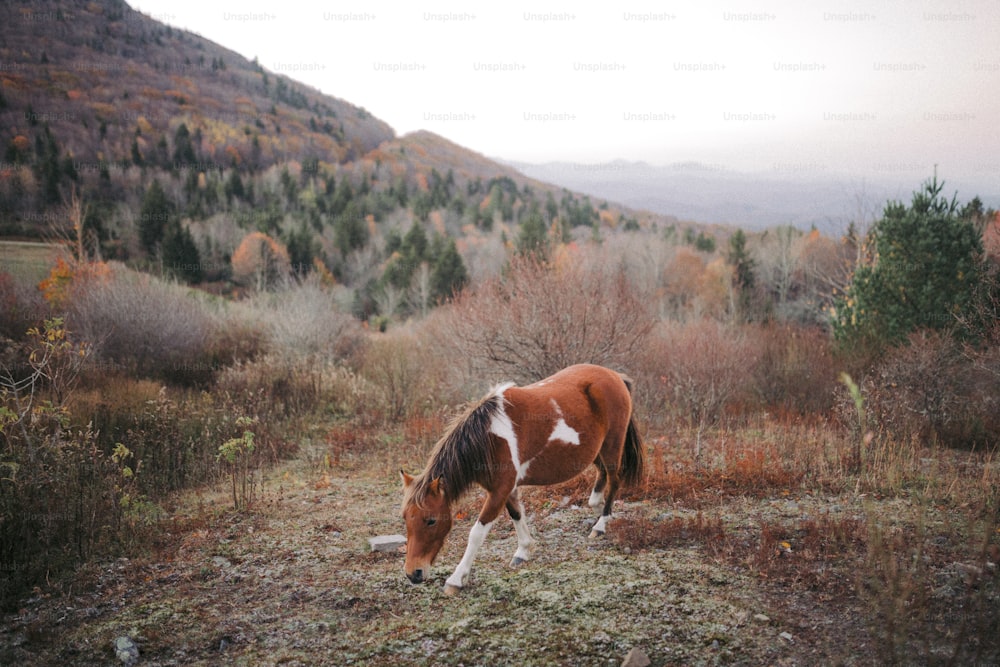 Un caballo marrón y blanco parado en la cima de un campo cubierto de hierba