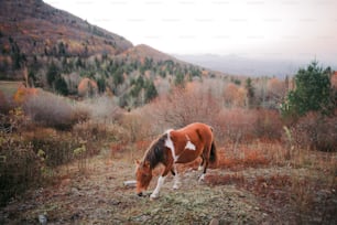 a brown and white horse standing on top of a grass covered field