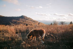 Un cavallo pascola in un campo con le montagne sullo sfondo