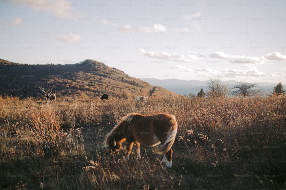 a horse grazes in a field with mountains in the background