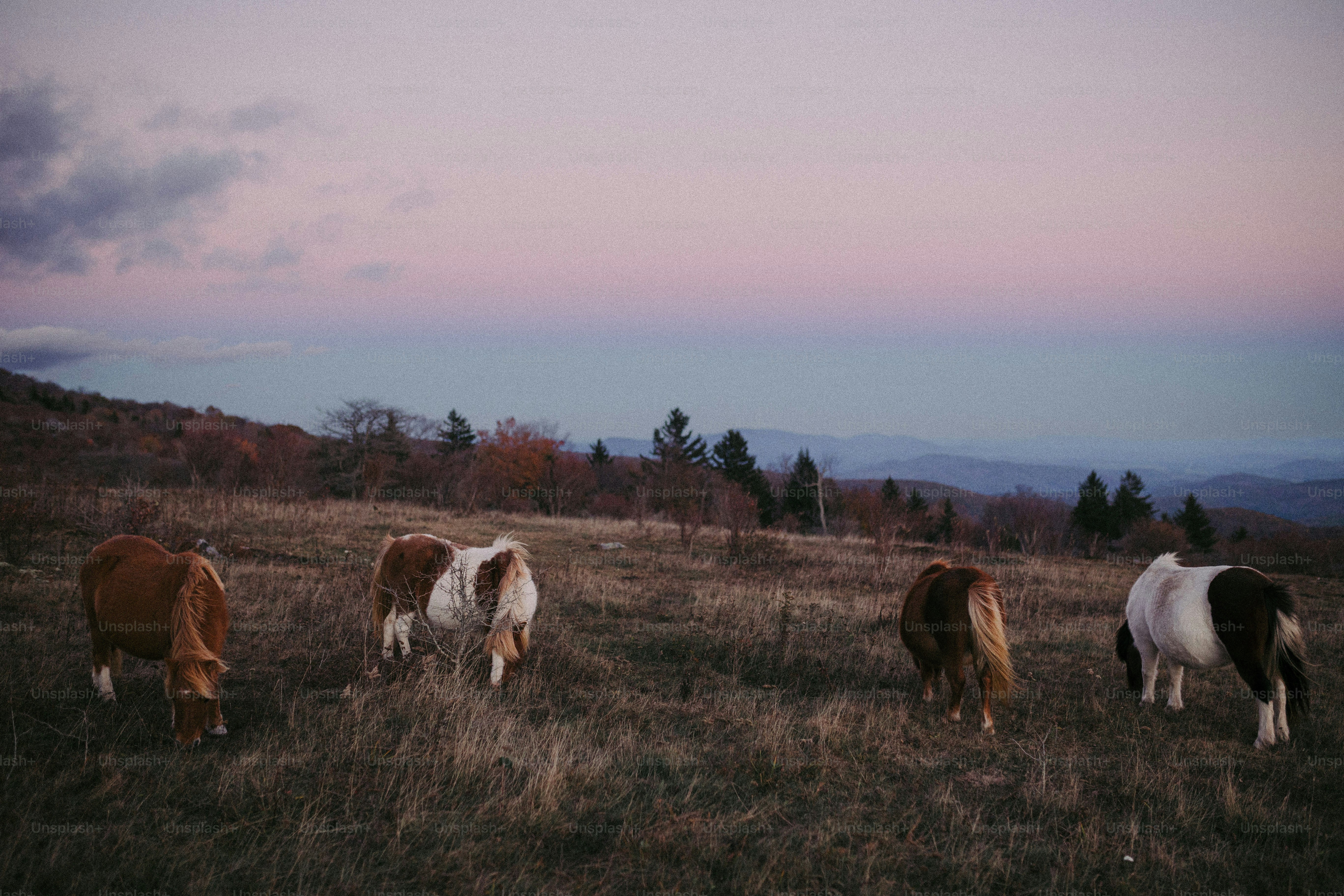 a group of horses grazing in a field