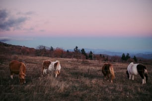 Un grupo de caballos pastando en un campo