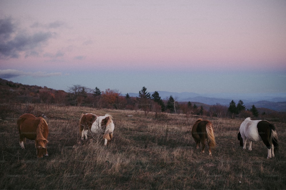 um grupo de cavalos pastando em um campo