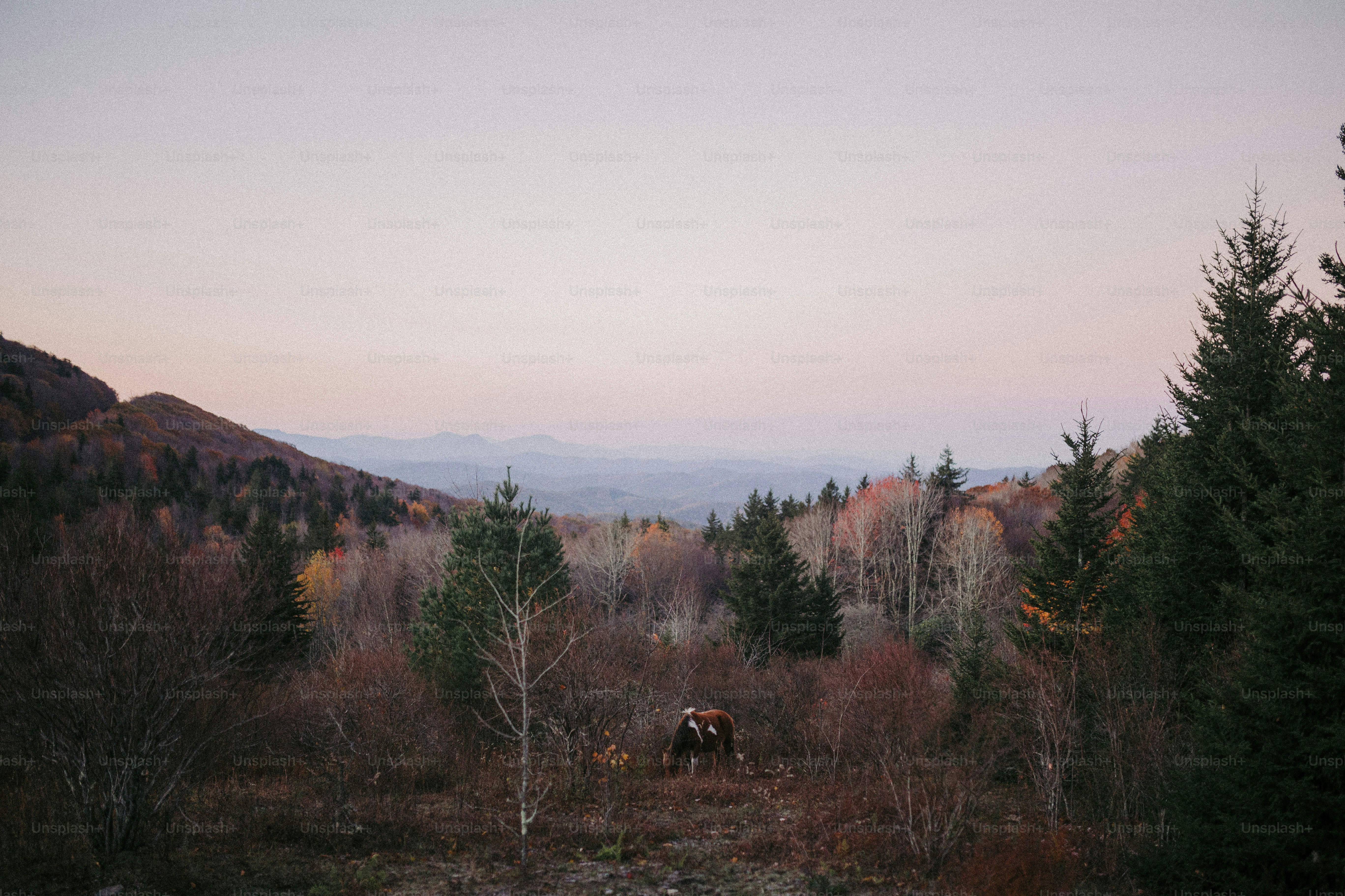 a couple of animals that are standing in the grass