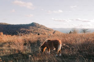 a brown and white horse grazing in a field