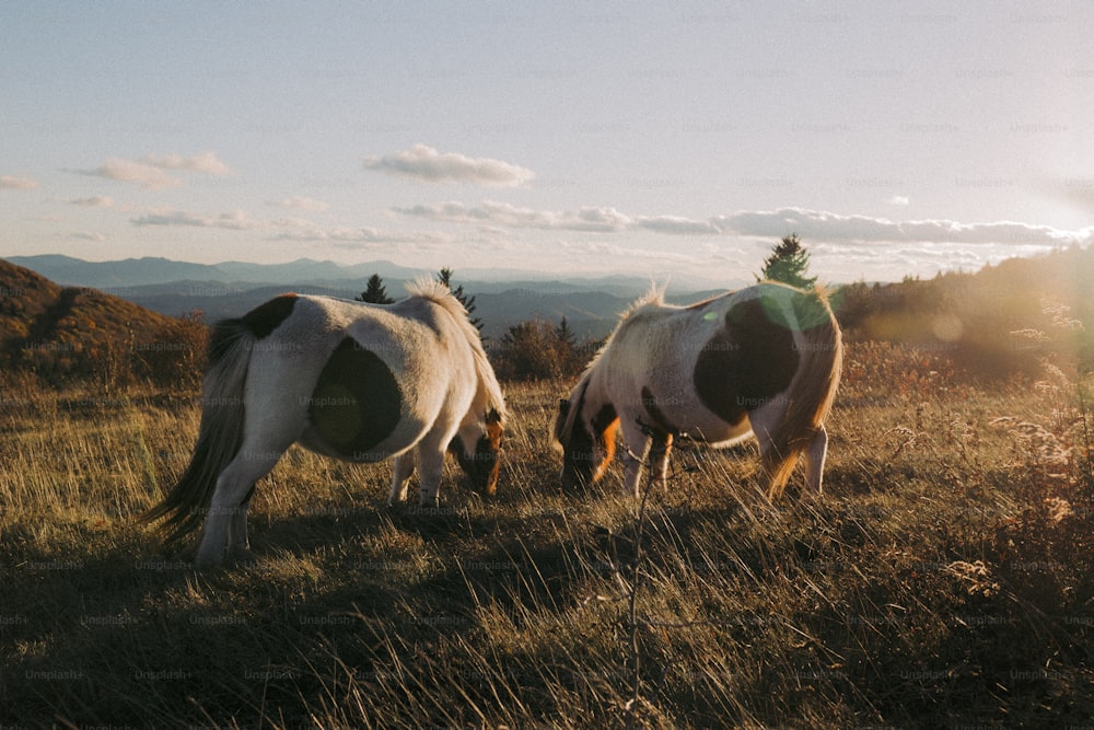 dois cavalos pastando em um campo com montanhas ao fundo