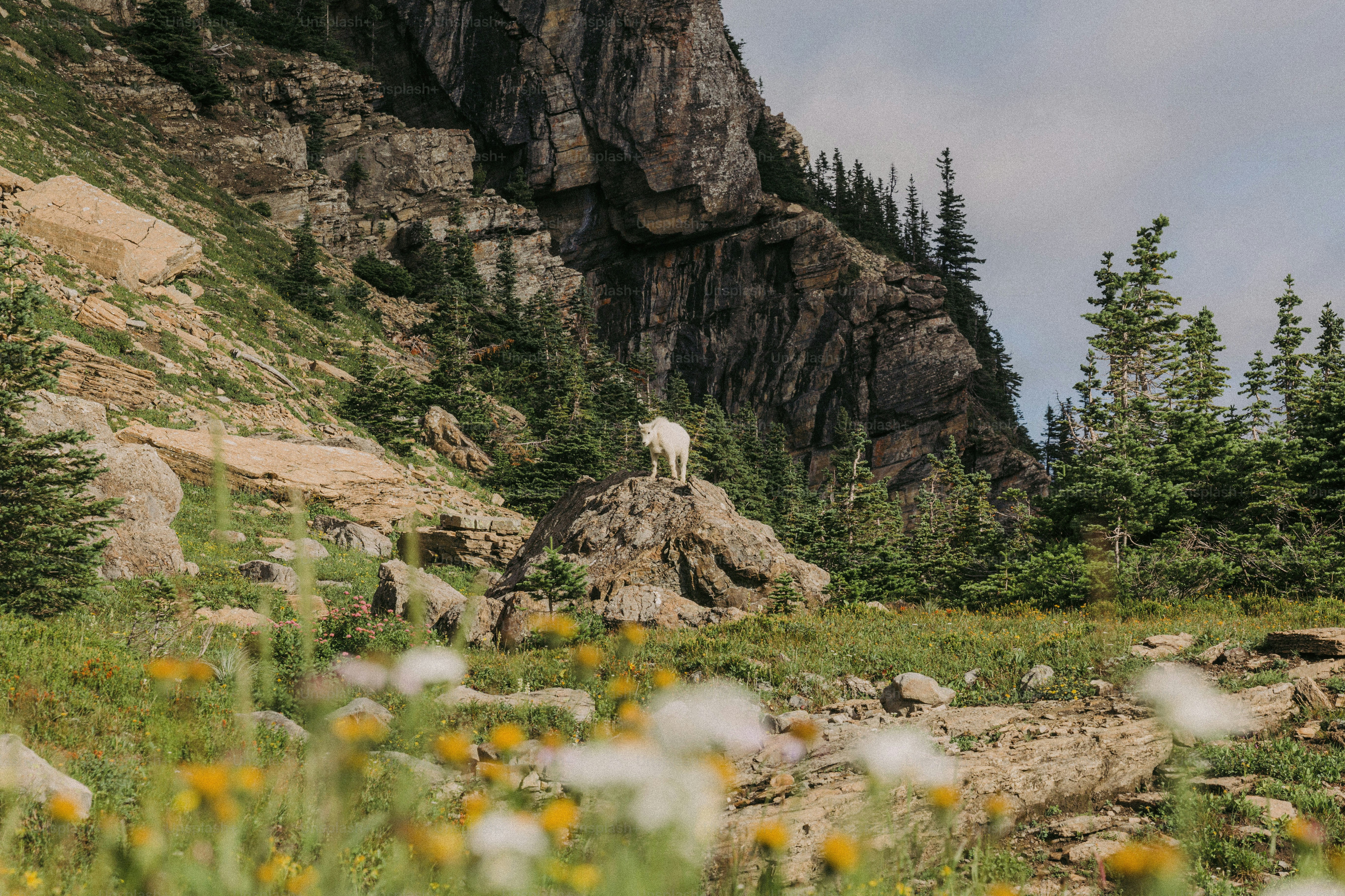 a mountain goat standing on top of a large rock
