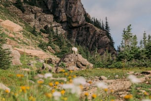une chèvre de montagne debout au sommet d’un gros rocher
