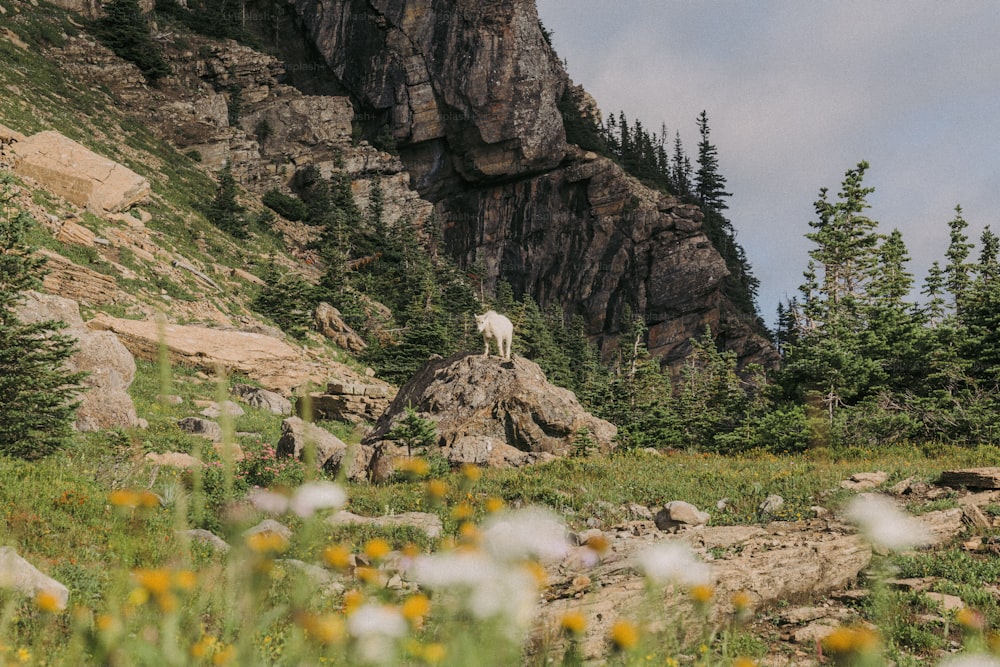 une chèvre de montagne debout au sommet d’un gros rocher
