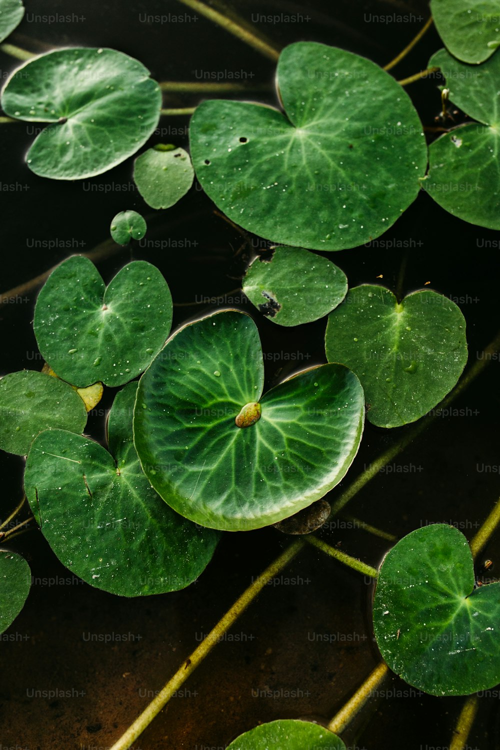 a group of green leaves floating on top of a body of water