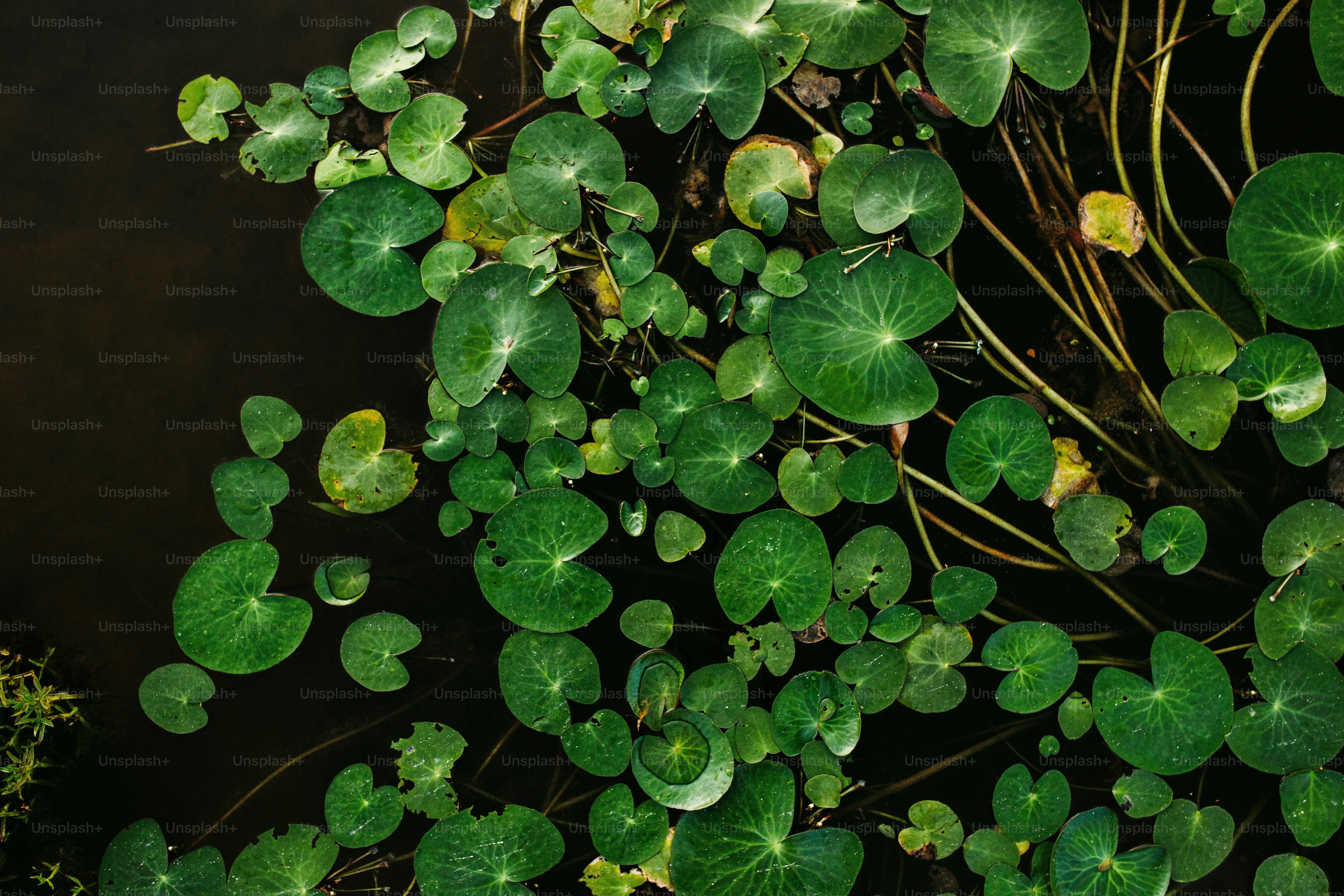 a bunch of green leaves floating on top of a body of water