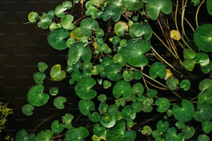 un mazzo di foglie verdi che galleggiano sopra uno specchio d'acqua