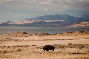 a lone bison grazes in a field with mountains in the background