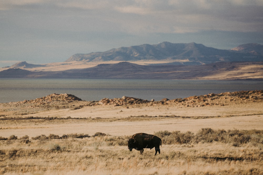 a lone bison grazes in a field with mountains in the background