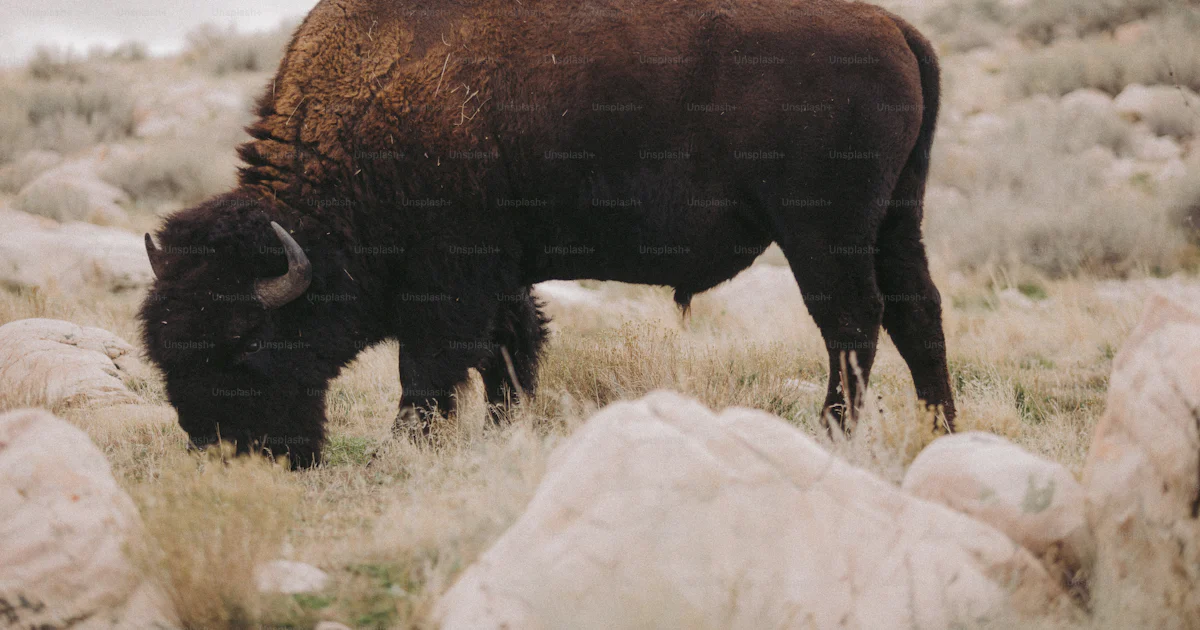 A bison grazing in a field of grass and rocks photo – Wild animal Image ...