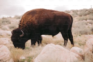 a bison grazing in a field of grass and rocks
