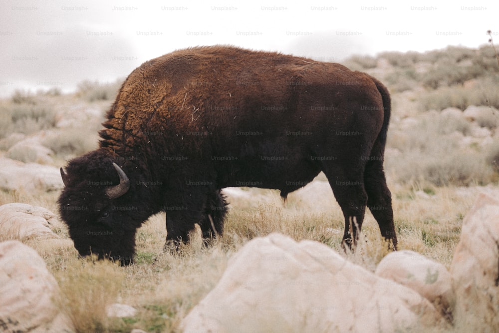 a bison grazing in a field of grass and rocks