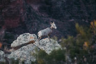 Una cabra montés de pie en la cima de una gran roca