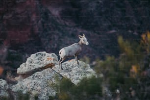 a mountain goat standing on top of a large rock