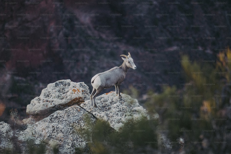 Rocky Mountain bighorn sheep ram on alpine cliff face in the western United States