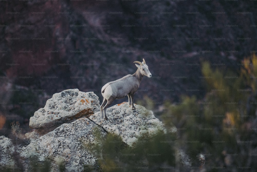 a mountain goat standing on top of a large rock