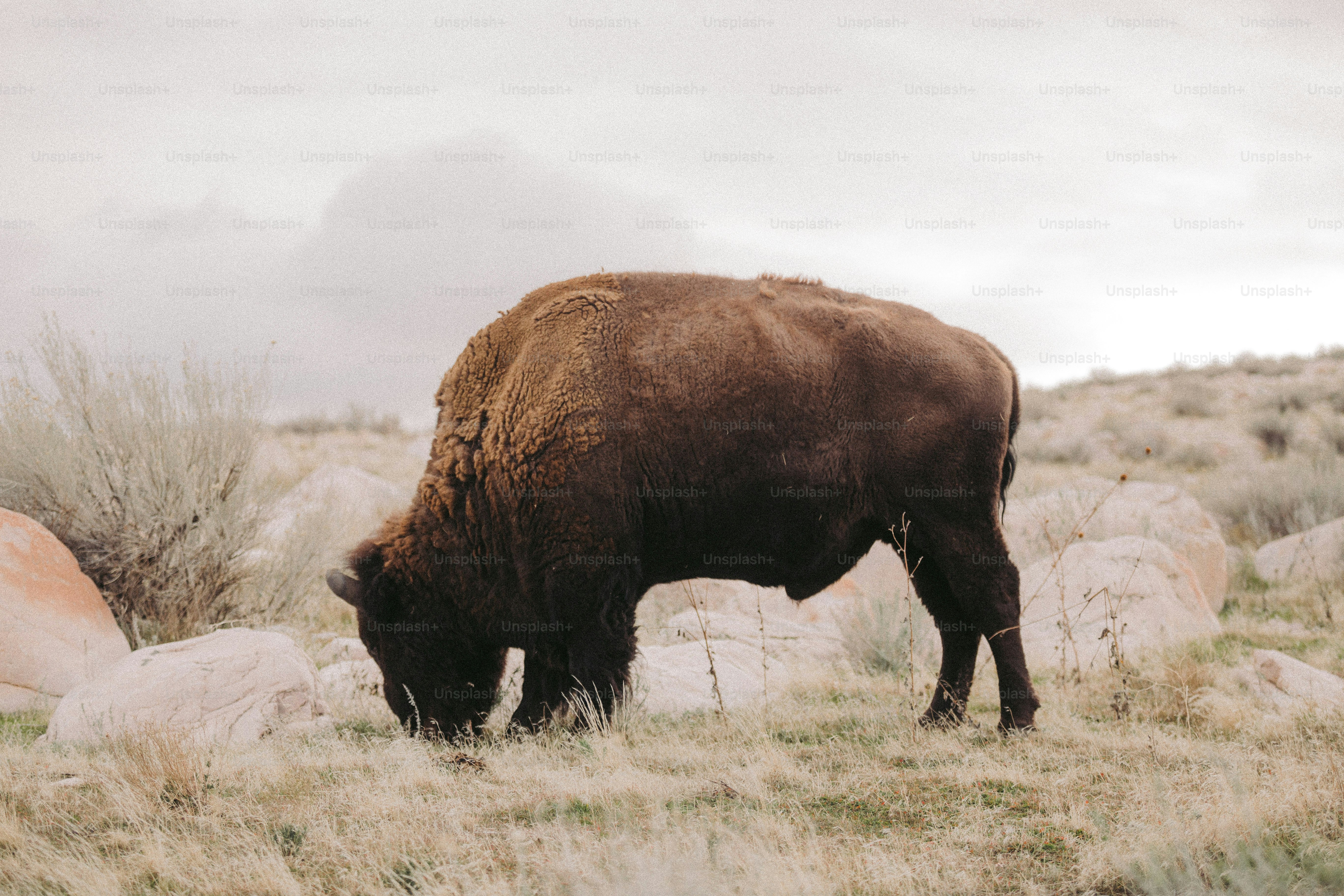 Un bisonte pascola in un campo di erba e rocce