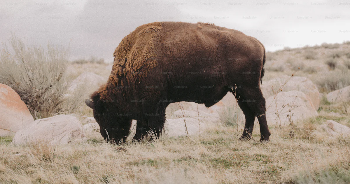 A bison grazes in a field of grass and rocks photo – Bison Image on ...