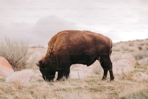 a bison grazes in a field of grass and rocks