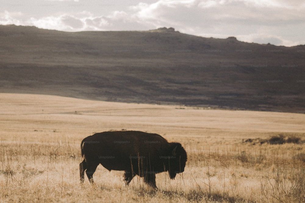 um bisão está de pé em um campo com uma montanha ao fundo