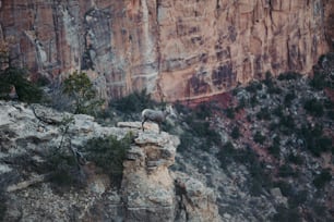 Una capra di montagna in piedi sulla cima di una scogliera