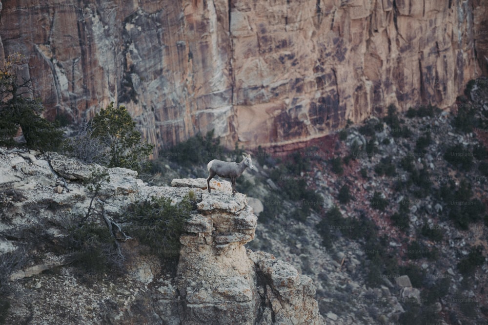 a mountain goat standing on top of a cliff