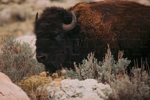 a bison is standing in a rocky field