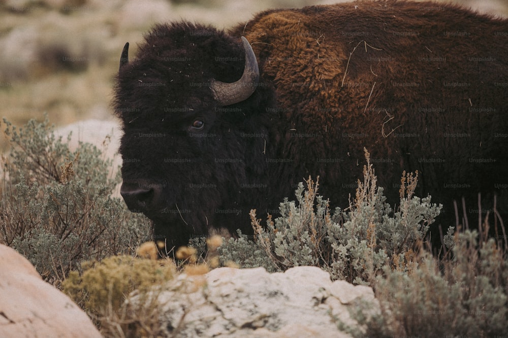 um bisão está de pé em um campo rochoso
