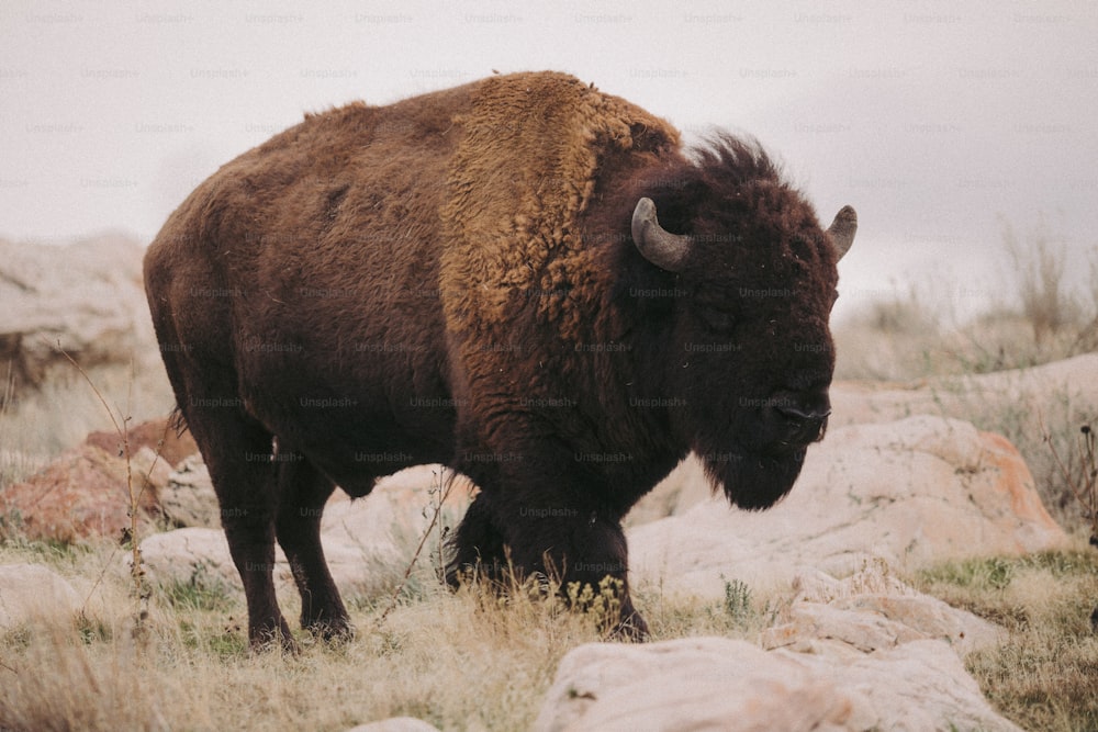um grande búfalo em cima de um campo coberto de grama