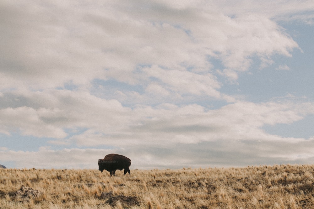 um bisão solitário em pé em um campo de grama seca