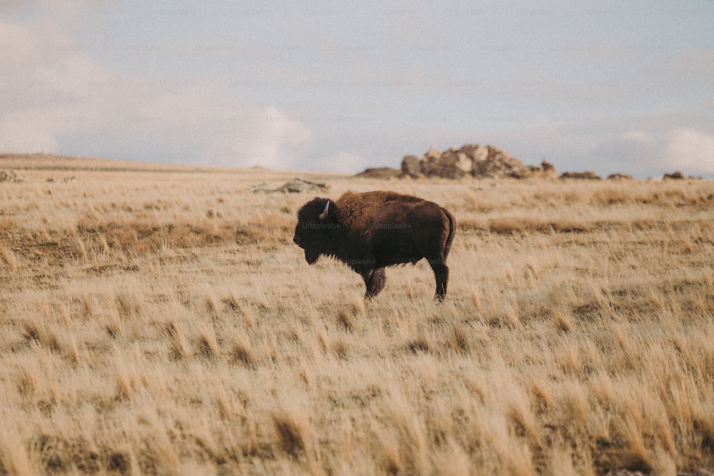 um bisão em pé em um campo de grama seca